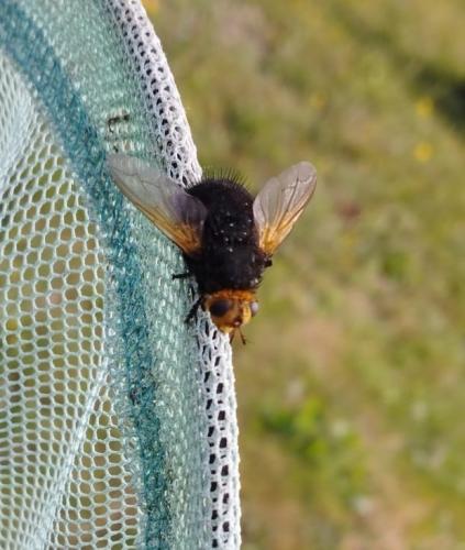 Réf. 325 961 : Tachina grossa